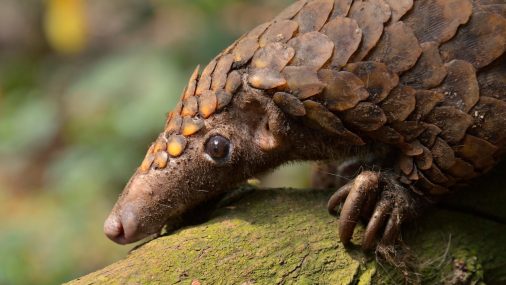 Covid-19 – a blessing for pangolins?