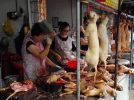 Second Chinese city bans consumption of dog and cat meat