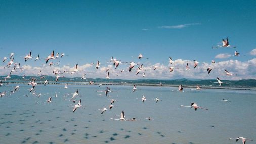 With Fewer Humans to Fear, Flamingos Flock to Albania Lagoon